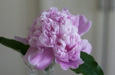 peony